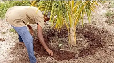 ತೆಂಗು ಬೆಳೆಯಲ್ಲಿ ರೋಗ  ಕೀಟ ಬಾಧೆ   ಪೋಷಕಾಂಶ ನೀಡಿ ರೋಗ ನಿರೋಧಕ ಶಕ್ತಿ ಹೆಚ್ಚಿಸಲು ಸಲಹೆ