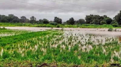 ಬೆಳೆ ಹಾನಿ ರೈತರ ಪಟ್ಟಿ ಪ್ರಕಟ   ಆಕ್ಷೇಪಣೆ ಸಲ್ಲಿಕೆಗೆ 7 ದಿನಗಳ ಅವಕಾಶ   ಜಿಲ್ಲಾಧಿಕಾರಿ ಟಿ ವೆಂಕಟೇಶ್