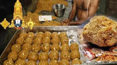 tirumala laddu   ತಿರುಪತಿ ಲಡ್ಡುವಿನಲ್ಲಿ ಪ್ರಾಣಿಗಳ ಕೊಬ್ಬು   ಬಿಡುಗಡೆಯಾದ ಲ್ಯಾಬ್ ವರದಿಯಲ್ಲೇನಿದೆ  