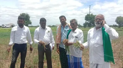 ಚಳ್ಳಕೆರೆ   80 ಎಕರೆ ಈರುಳ್ಳಿ ಬೆಳೆಗೆ ಕೊಳೆ ರೋಗ   ಕೃಷಿ ಅಧಿಕಾರಿಗಳ ಭೇಟಿ  ಪರಿಶೀಲನೆ