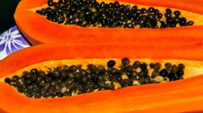 papaya seeds   ಪಪ್ಪಾಯಿ ಬೀಜಗಳನ್ನು ನೆನೆಸಿಟ್ಟು ತಿಂದರೆ ಈ ಎಲ್ಲಾ ಸಮಸ್ಯೆಗಳು ದೂರವಾಗುತ್ತವೆ    