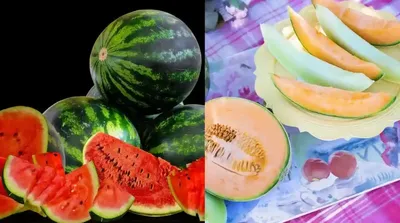 watermelon vs muskmelon   ಕಲ್ಲಂಗಡಿ vs ಕರ್ಬೂಜ    ಬೇಸಿಗೆಯಲ್ಲಿ ಆರೋಗ್ಯಕ್ಕೆ ಯಾವುದು ಉತ್ತಮ  