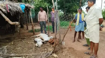 ಚಳ್ಳಕೆರೆ   ವಿದ್ಯುತ್ ವೈರ್ ಸ್ಪರ್ಶಿಸಿ ಏಳು ಮೇಕೆ ಸಾವು   