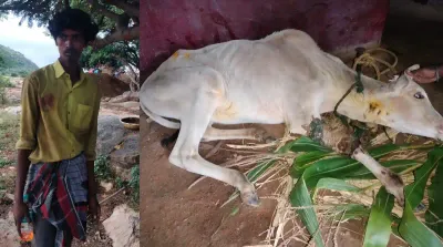 ಚಳ್ಳಕೆರೆ   ಹಸು ಹಾಗು ವ್ಯಕ್ತಿ ಮೇಲೆ ಚಿರತೆ ದಾಳಿ