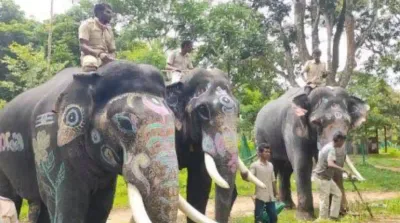 ಇಂದು ಕಾಡಿನಿಂದ ನಾಡಿಗೆ ಬರಲಿವೆ ದಸರಾ ಆನೆಗಳು   ಹೇಗಿದೆ ಅರಮನೆಯಲ್ಲಿ ಸಿದ್ಧತೆ   